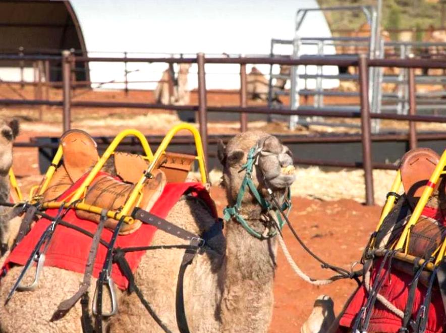 Inside the One-of-a-Kind Lost Camel Hotel Experience