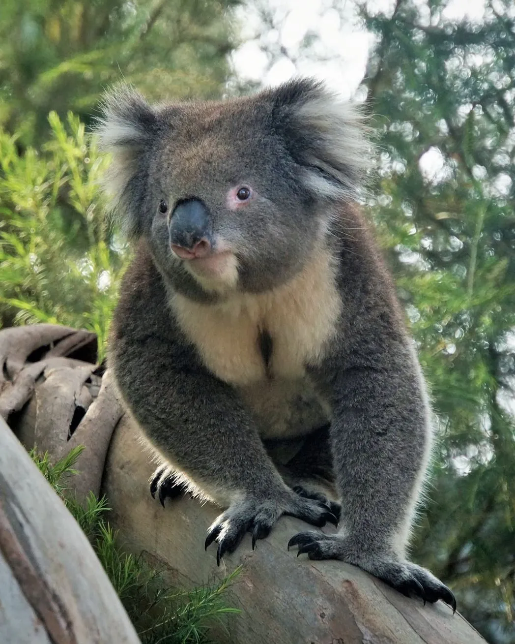 koalas, Apollo Bay