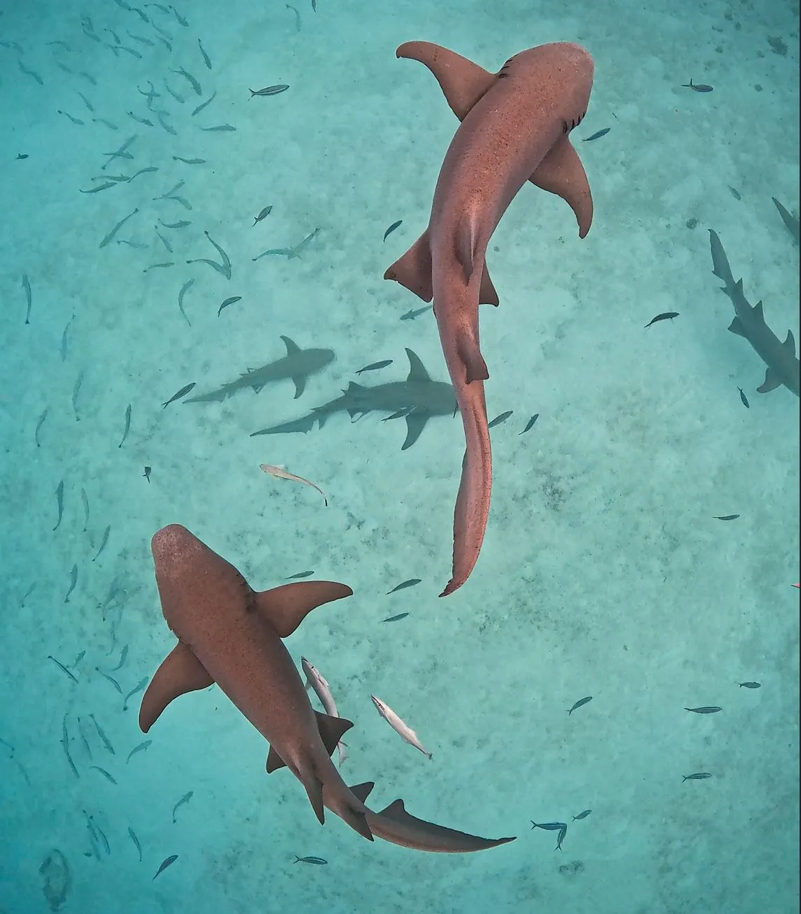 Snorkeling and Diving in Coral Reefs