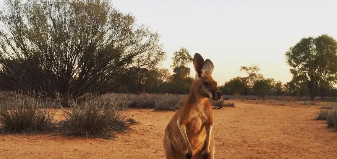 worldrugbyleague|Is There a Kangaroo at Uluru?