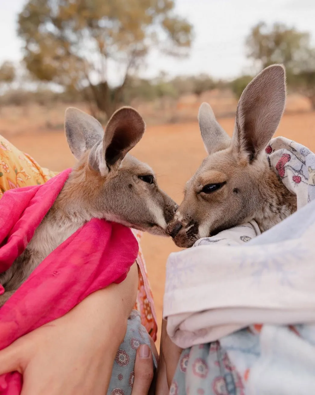 When Are Kangaroos Most Active